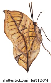 Watercolor drawing of the dead leaf butterfly isolated on white background.