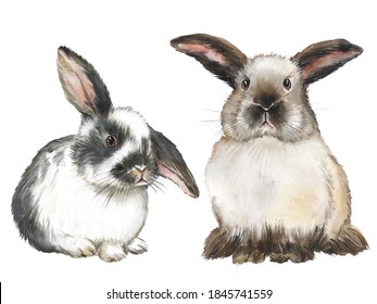 Watercolor Drawing Of Decorative Breeds Of Rabbits, Furry Pets, Rabbit, Spotted, Rodent, Farm Animal