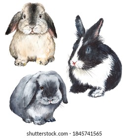 Watercolor Drawing Of Decorative Breeds Of Rabbits, Furry Pets, Rabbit, Spotted, Rodent, Farm Animal