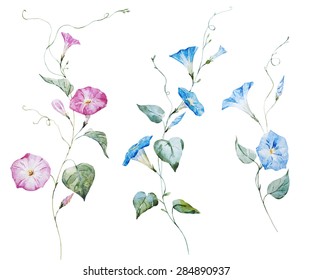 Morning Glory Flower High Res Stock Images Shutterstock