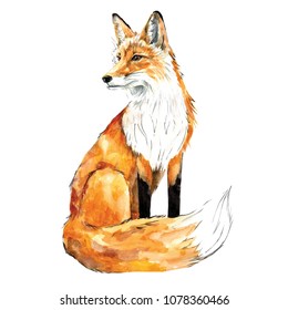 Fox Tail Images, Stock Photos & Vectors | Shutterstock