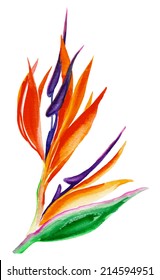 Watercolor Drawing Of An Exotic Bird Of Paradise Flower