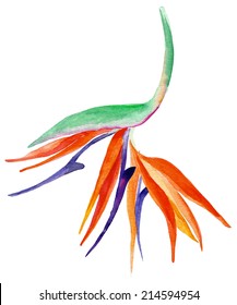 Watercolor Drawing Of An Exotic Bird Of Paradise Flower