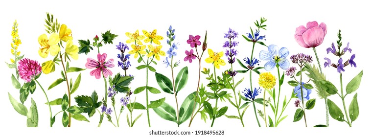 265,776 Medicinal plant Stock Illustrations, Images & Vectors ...