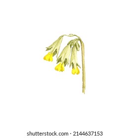 Watercolor Drawing Flower Of Cowslip Primrose, Primula Veris Isolated At White Background , Hand Drawn Botanical Illustration