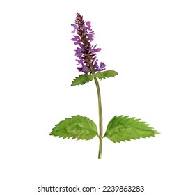 watercolor drawing flower of Korean mint, Patchouli, wrinkled giant hyssop,Agastache rugosa, herb of traditional chinese medicine, hand drawn illustration