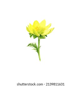 watercolor drawing flower of spring pheasant's eye, Adonis vernalis isolated at white background , hand drawn botanical illustration