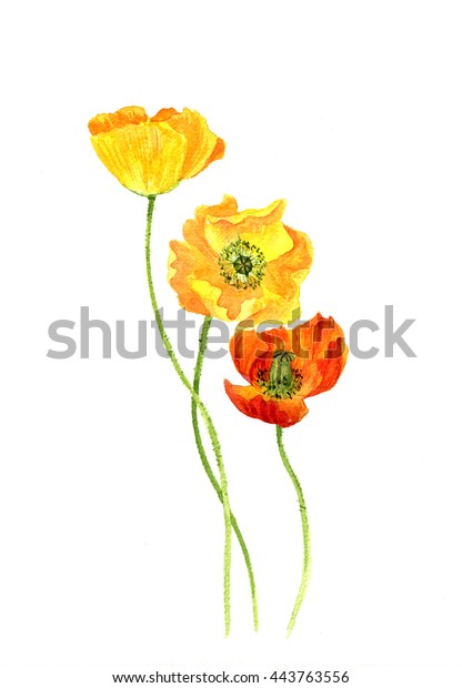 Watercolor Drawing Flowers Yellow Poppies Painted Stock Illustration ...