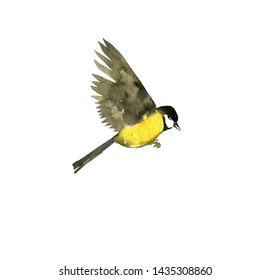 Watercolor Drawing Flying Bird , Sketch Of Titmouse, Hand Drawn Songbird, Isolated Nature Design Element