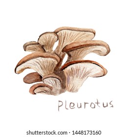 Watercolor Drawing Of Forest Mushrooms - Oyster Mushroom, Sketch