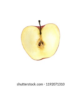 watercolor drawing half of apple isolated at white background, hand drawn botanical illustration