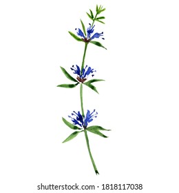 Watercolor Drawing Hyssop,Hyssopus Officinalis , Hand Drawn Illustration