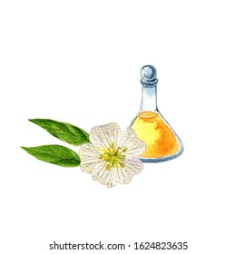 Watercolor Drawing Meadowfoam Seed Oil, Bottle Of Vegetable Oil And Limnanthes Alba Flower, Hand Drawn Illustration