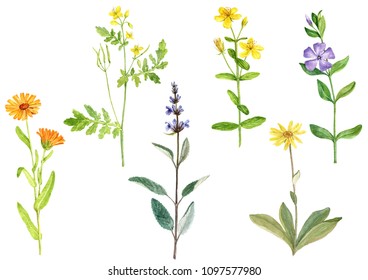 2,692 Calendula watercolor Images, Stock Photos & Vectors | Shutterstock