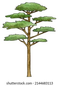 Watercolor Drawing Of A Pine Tree