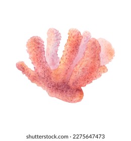Watercolor drawing pink coral white background  Realistically painted dark   light  pink coral  Shades   colors make volume  Underwater nature for stickers  textile printings  logo  banners  