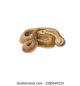 Watercolor Drawing Of A Poisonous Inland Taipan. Western Taipan.  Small-scaled Snake Or The Fierce Snake, Extremely Venomous Snake. Design For Printing On T-shirts, Stickers, Notepads, Postcards