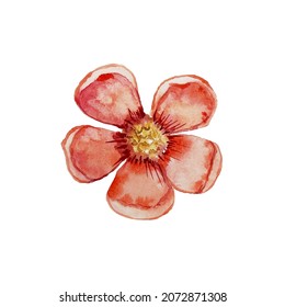watercolor drawing of a red anemone flower with 5 petals. Suitable for postcards, invitations, flower shop logos, bed linen prints, textiles, botanical designs.