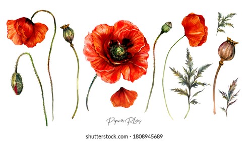 Watercolor Drawing of Red Poppy Flowers Isolated on White. Botanical Illustration of Papaver Rhoeas in Vintage Style. Summer Poppy Artwork Floral Collection. Floral Wedding Decoration Bouquet.