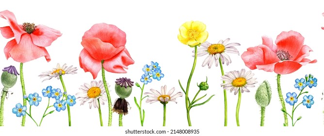 watercolor drawing red poppy flowers, forget-me-nots and daisies, floral seamless border background, hand drawn illustration