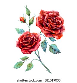 Watercolor Drawing Of Red Rose Isolated On White Background