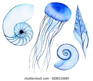 watercolor drawing  set marine life  seashell  mollusk  jellyfish  transparent sea animals  x  ray  abstract drawing in blue colors 