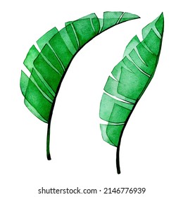 watercolor drawing  set transparent banana leaves  transparent tropical palm leaves  rainforest