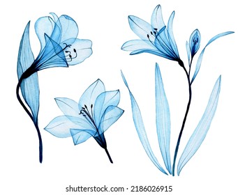 watercolor drawing  set transparent blue flowers alstroemeria  lily  airy transparent flowers  x  ray 