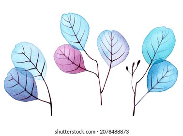 watercolor drawing  set transparent eucalyptus leaves  blue   pink transparent eucalyptus leaves isolated white background  clipart