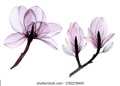 watercolor drawing set transparent flowers  collection magnolia flowers in pastel pink  gray  purple colors isolated white  
X  ray  design for weddings  invitations  congratulations 