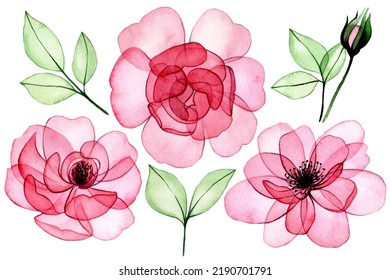 watercolor drawing  set transparent flowers  pink roses  buds   leaves  x  ray