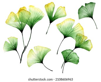 watercolor drawing  set transparent ginkgo leaves  tropical leaves the ginkgo tree  transparent flowers  x  ray
