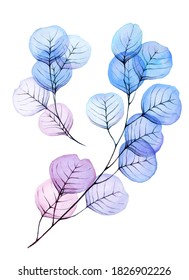 watercolor drawing  set transparent leaves   branches eucalyptus  clipart and abstract leaves blue   pink color  transparent flowers  x  ray  design elements for wedding decoration
