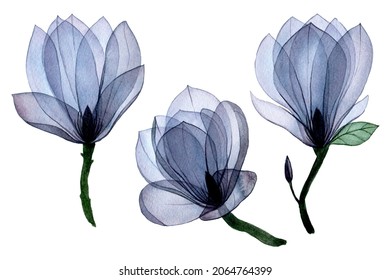 watercolor drawing set and transparent magnolia flowers  transparent flowers blue isolated elements 