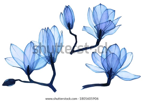 水彩画 青の背景に透明なマグノリアの花のセット 白い背景に透明な花 結婚式 化粧品 香水のデザインエレメントのコレクション のイラスト素材