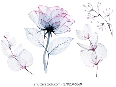 
watercolor drawing  set transparent rose flowers   eucalyptus leaves bedding colors pink  blue  gray  isolated white  transparent flowers  x  ray  design for weddings  cards  invitations