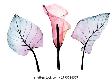 watercolor drawing. set of transparent tropical flowers and leaves. pink calla flower and leaves of pink and blue colors isolated on white background. collection of decorations for weddings, cards