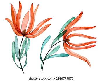 Watercolor Drawing. Set Of Transparent Tropical Protea Flowers. X-ray