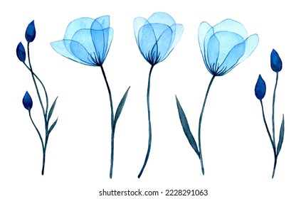 watercolor drawing  transparent blue flowers   bluebell buds  delicate illustration set clipart  x  ray