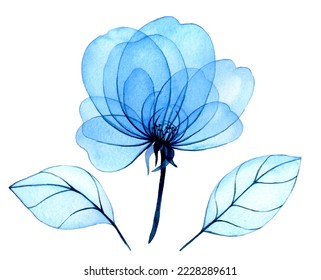 watercolor drawing  transparent blue peony flowers   leaves  delicate illustration  x  ray