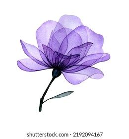 watercolor drawing  transparent flower  purple rose   transparent leaves  x  ray  decoration 