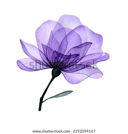 watercolor drawing. transparent flower. purple rose and transparent leaves, x-ray. decoration.