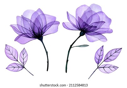 watercolor drawing  transparent flowers  set purple roses   transparent leaves  x  ray  decoration 