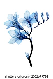 watercolor drawing  transparent freesia flowers  isolated white background blue tropical freesia flower  clipart