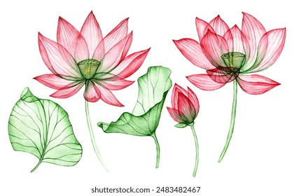 watercolor drawing, transparent lotus flower. set of lotus flowers and leaves - Powered by Shutterstock