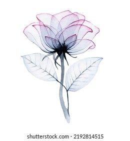 watercolor drawing  transparent rose flower colors pink  blue  gray  isolated white  transparent flower  x  ray  design for weddings  cards  invitations