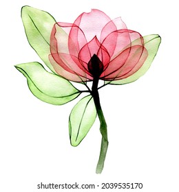 watercolor drawing  transparent rosehip flower  isolated white background transparent wild rose flower  x  ray 