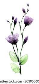 watercolor drawing  transparent wild rose flower  isolated white background violet  purple transparent shrub rose flower  x  ray 