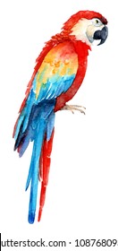 Watercolor Drawing Of A Tropical Parrot