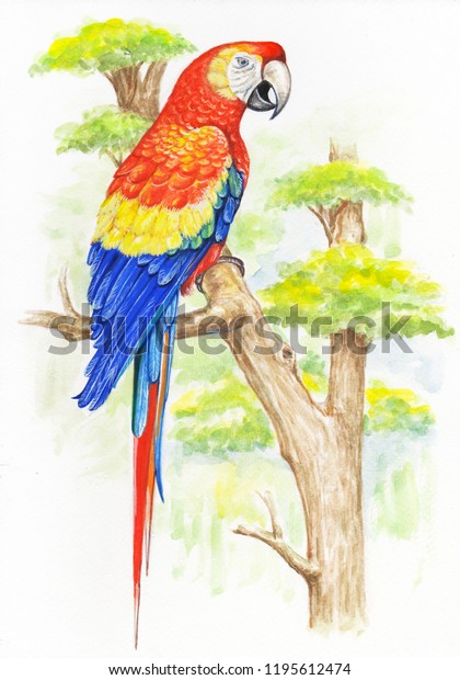 Watercolor Drawing Tropical Parrot Stock Illustration 1195612474